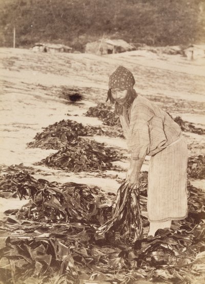 Ainu-Frau beim Ernten von Seetang, ca. 1900 von Kenzô Tamoto