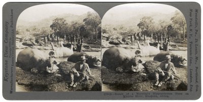 Ergebnis einer Morgenjagd auf Flusspferde am Mlembo-Fluss, Rhodesien, Afrika, 1910 von Keystone View Company