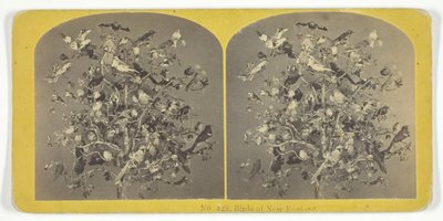 Vögel von Neuengland, 1855-75. Schöpfer: Kilburn Brothers, BW Kilburn von Kilburn Brothers, BW Kilburn
