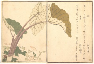 Pferdebremse (abu); grüne Raupe, imomushi, aus dem Bilderbuch der kriechenden Geschöpfe (Ehon mushi erami) von Kitagawa Utamaro