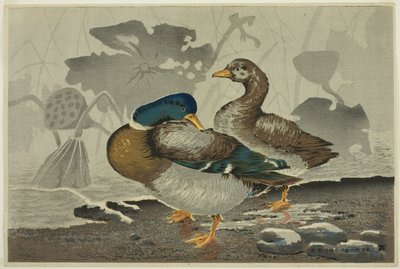 Ein Paar Enten an einem Lotus-Teich von Kobayashi Kiyochika
