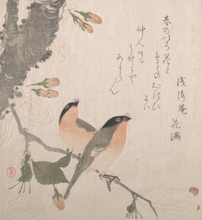 Gimpel und Kirschblüten, 19. Jahrhundert von Kubo Shunman