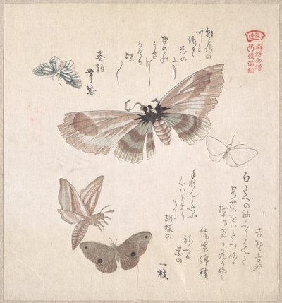 Verschiedene Nachtfalter und Schmetterlinge von Kubo Shunman