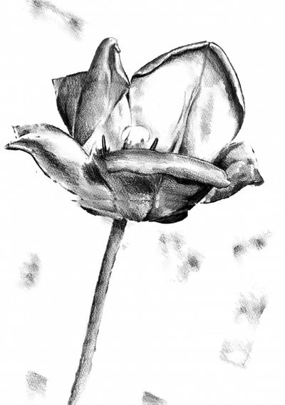 Schwarz-Weiß Tulpenzeichnung von Kulik