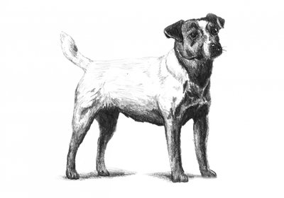 Klassische Terrier-Zeichnung von Kulik