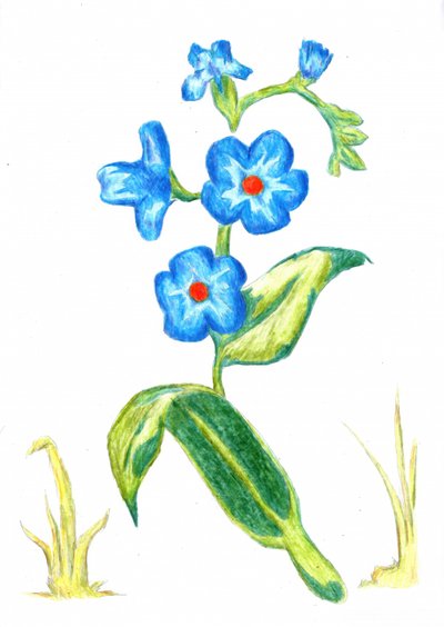 Zarte Blaue Blüten von Kulik
