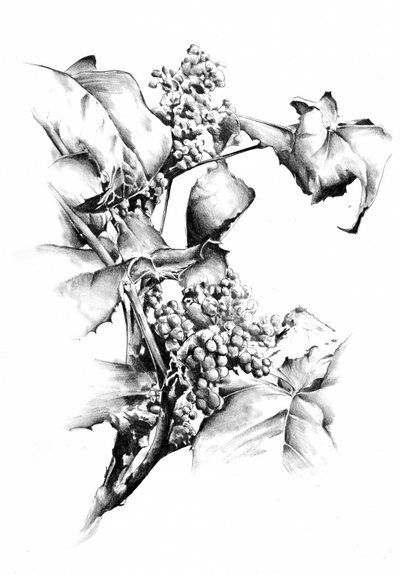 Elegante Weinrebenstudie von Kulik