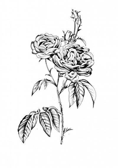 Elegante Rosenblüten von Kulik