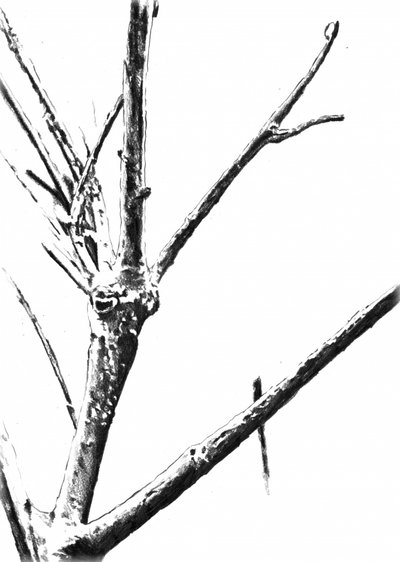 Gefrorene Winterzweige von Kulik