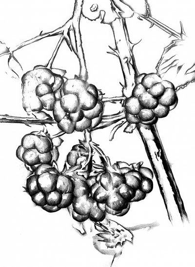Reife Wildbeeren von Kulik