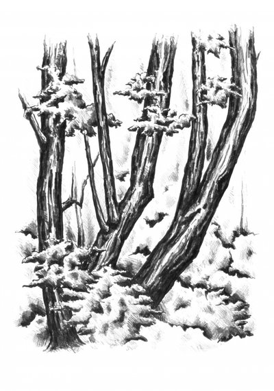 Verschneite Winterwälder von Kulik