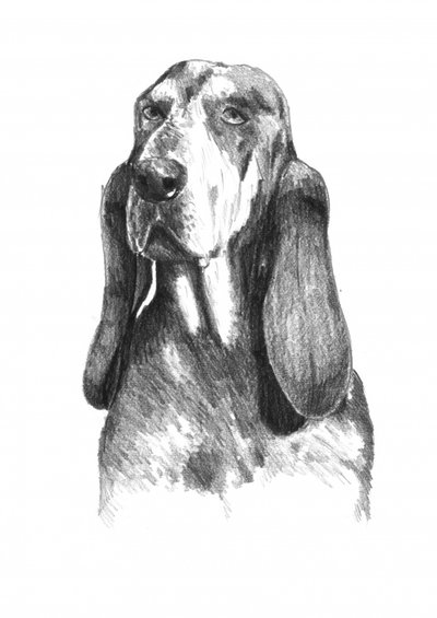 Seelenvoller Basset Hound von Kulik