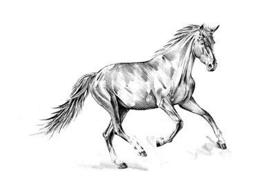 Temperamentvoller Pferdegalopp von Kulik
