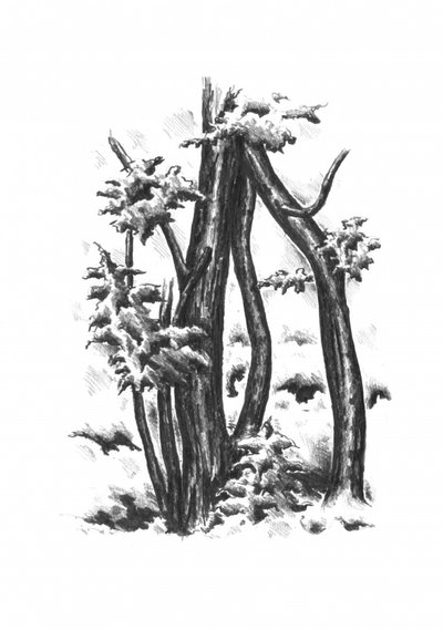 Kahle Winterbäume von Kulik