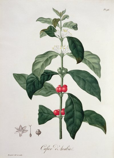 Coffea Arabica aus 
