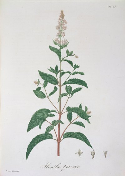Mentha Piperita aus 