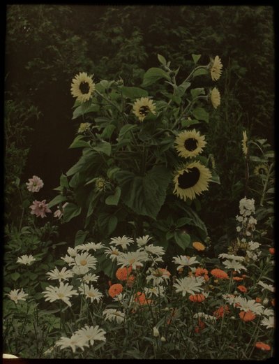 Garten des Hauses Kersbergen, Zeist, mit unter anderem Sonnenblumen von Lambertus Hendrik van Berk