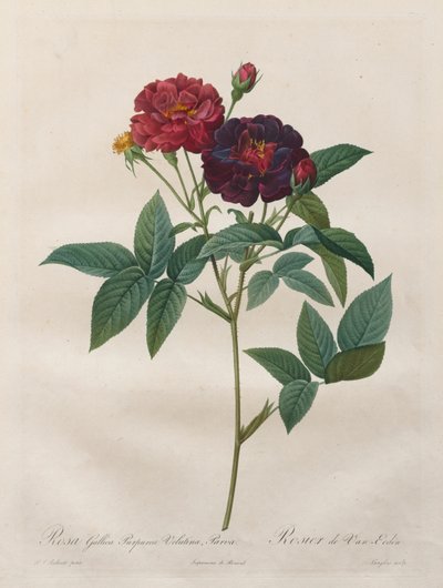 Die Rosen: Rosa Gallica Purpurea Velutina Parva, 1817-1824 von Langlois