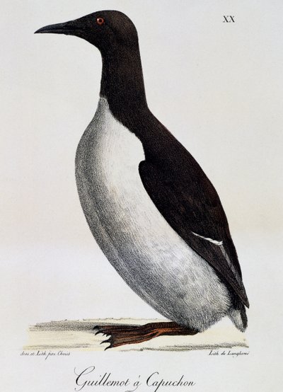 Trottellumme (Uria aalge), aus Voyage pittoresque autour du monde von Langlume Langlume