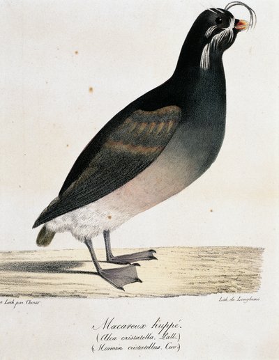 Schopfalk (Aethia cristatella), aus Voyage pittoresque autour du monde von Langlume Langlume