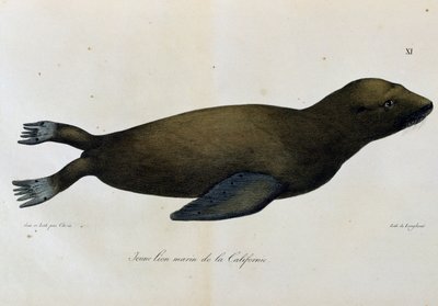 Junger Seelöwe, Kalifornien, aus Voyage pittoresque autour du monde von Langlume Langlume