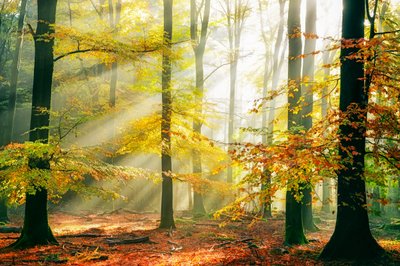 Goldener Wald Sonnenstrahlen von Lars van de Goor †