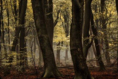 Nebliger Herbstwald von Lars van de Goor †