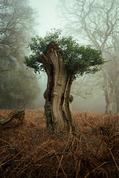 Alter Bonsai, 2025 von Lee Cooper
