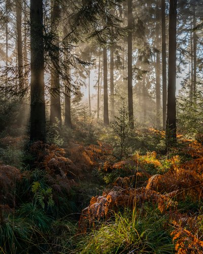 Herbstgedächtnis von Lee Cooper