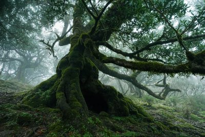 Vergessenes Land von Lee Cooper