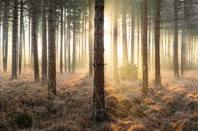 Mirkwood von Lee Cooper