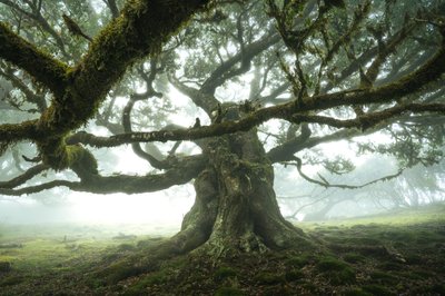 Der Wald hört zu von Lee Cooper