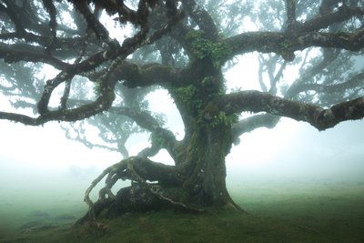 Der Wald bleibt IIII von Lee Cooper