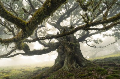 Der Wald bleibt II von Lee Cooper