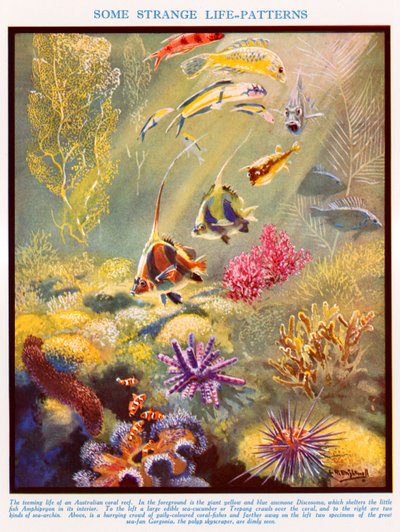 Australisches Korallenriff von Leonard Robert Brightwell