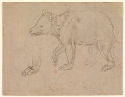 Ein Bär beim Gehen von Leonardo da Vinci