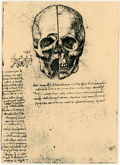 Anatomische Skizze eines menschlichen Schädels von Leonardo da Vinci