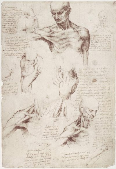 Anatomiestudien: Die Oberflächenmuskeln von Hals und Schulter von Leonardo da Vinci