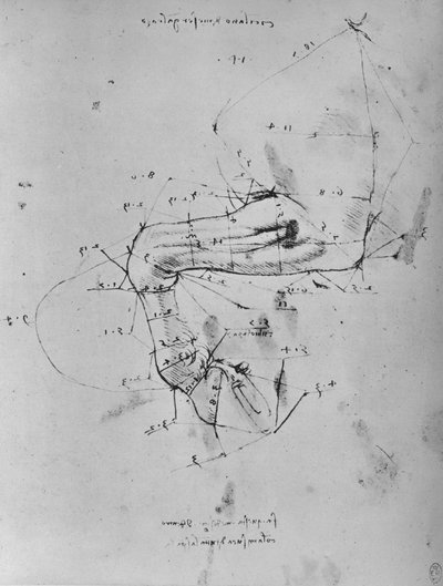 Vermessene Zeichnung des Vorderbeins eines Pferdes, ca. 1480 1945 von Leonardo da Vinci
