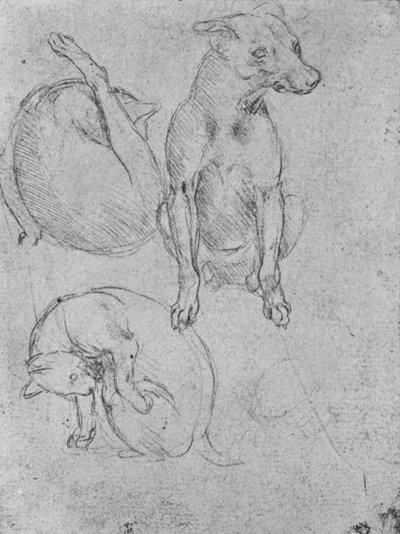 Studien eines Hundes und einer Katze, ca. 1480 1945 von Leonardo da Vinci