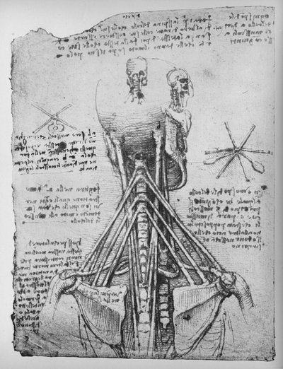 Studie der Rückansicht eines Skeletts, die Sehnen des Halses zeigend, ca. 1480 1945 von Leonardo da Vinci