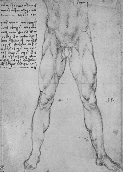 Studie der unteren Hälfte eines nackten Mannes, der nach vorne schaut, um 1480, 1945 von Leonardo da Vinci