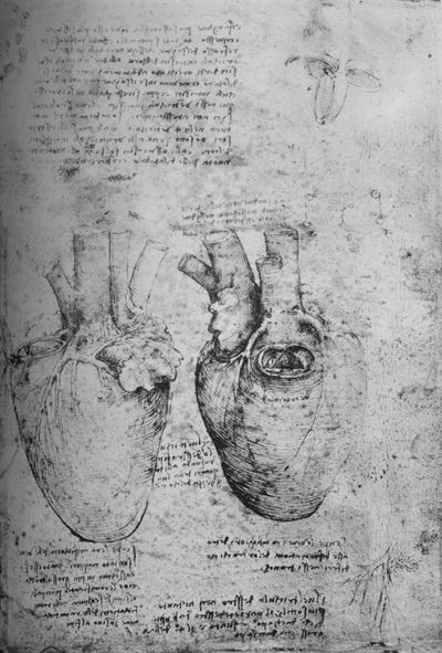 Zwei Zeichnungen des Herzens, um 1480 1945 von Leonardo da Vinci
