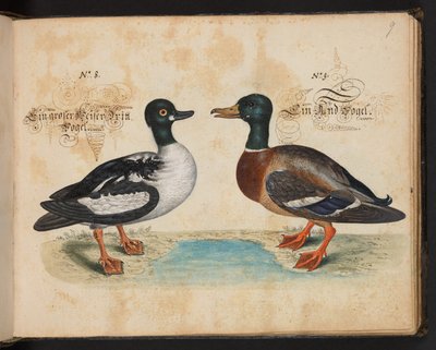 "Eine genaue natürliche Beschreibung und Darstellung der Wasservögel, Fische, Vierfüßler, Insekten und Würmer, die in den Gewässern von Straßburg vorkommen, die ich selbst geschossen und gehandhabt habe. Leonard Baldner, Fischer und Bürger in Straßburg" von Leonhard Baldner