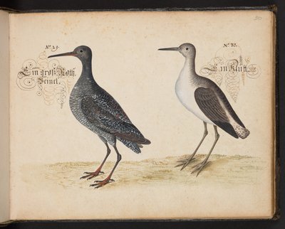 Eine genaue natürliche Beschreibung und Darstellung der Wasservögel, Fische, Vierfüßler, Insekten und Würmer, die in den Gewässern von Straßburg vorkommen, die ich selbst geschossen und gehandhabt habe. Leonard Baldner, Fischer und Bürger in Straßburg von Leonhard Baldner