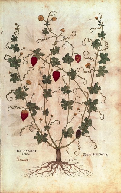 Balsamapfel (Momordica balsamina) von Leonhart Fuchs aus De historia stirpium commentarii insignes (Bemerkenswerte Kommentare zur Geschichte der Pflanzen), kolorierte Gravur von Leonhard Fuchs