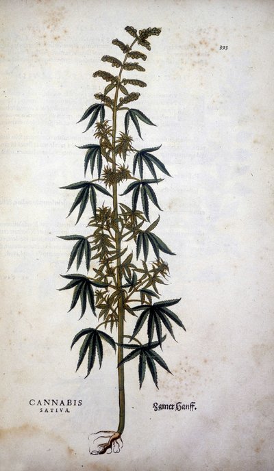 Cannabis Sativa (Hanf) - in „De Historia Stirpium commentarii insignia“ von Leonhart Fuchs von Leonhard Fuchs