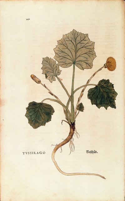 Huflattich von Leonhart Fuchs aus De historia stirpium commentarii insignes, kolorierte Gravur von Leonhard Fuchs