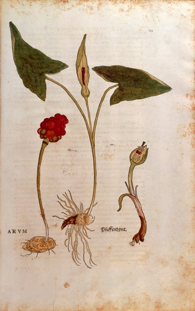 Gefleckter Aronstab - Arum italicum (Arum) von Leonhart Fuchs aus De historia stirpium commentarii insignes (Bemerkenswerte Kommentare zur Geschichte der Pflanzen), kolorierte Gravur von Leonhard Fuchs