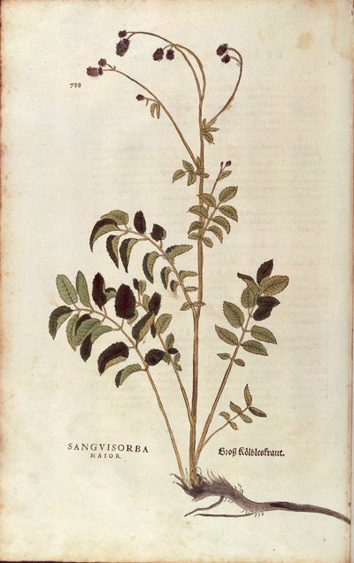 Großer Wiesenknopf - Sanguisorba officinalis (Sanguisorba major) von Leonhart Fuchs aus De historia stirpium commentarii insignes (Bemerkenswerte Kommentare zur Geschichte der Pflanzen), kolorierte Gravur von Leonhard Fuchs